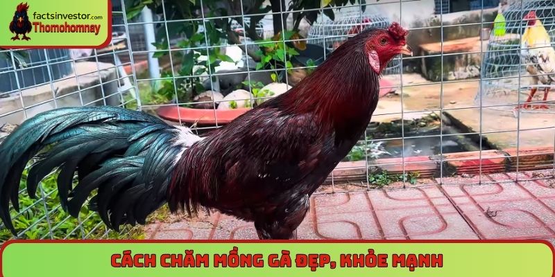 Cách chăm mồng gà đẹp, khỏe mạnh