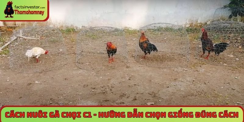 Cách nuôi gà chọi C1 - Hướng dẫn chọn giống đúng cách