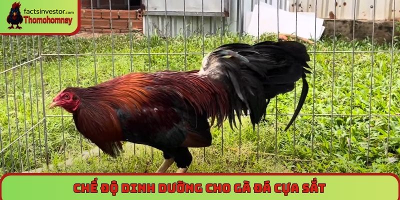 Chế độ dinh dưỡng cho gà đá cựa sắt