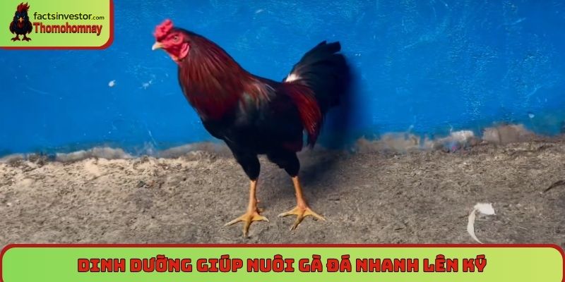 Dinh dưỡng giúp nuôi gà đá nhanh lên ký