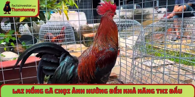 Lai mồng gà chọi không phù hợp ảnh hưởng đến khả năng thi đấu
