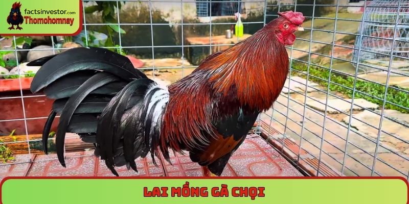 Lai mồng gà chọi