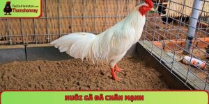Nuôi gà đá chân mạnh