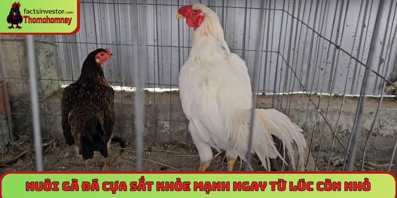 Nuôi gà đá cựa sắt khỏe mạnh ngay từ lúc còn nhỏ