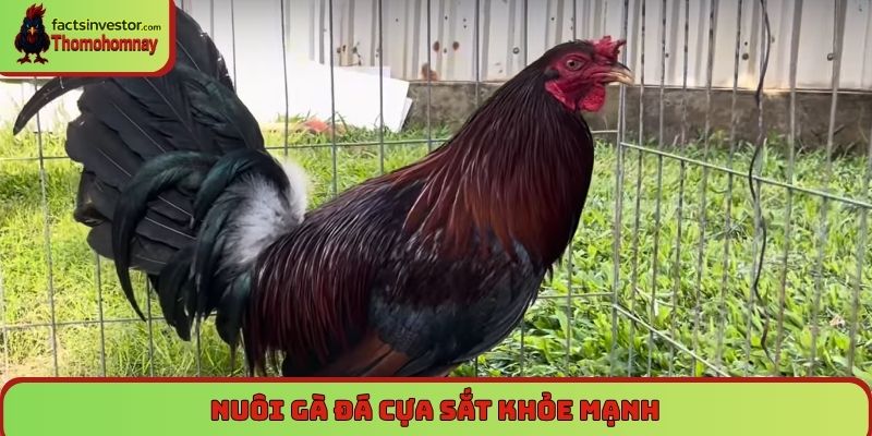 Nuôi gà đá cựa sắt khỏe mạnh