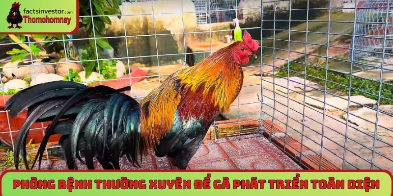 Phòng bệnh thường xuyên để gà phát triển toàn diện