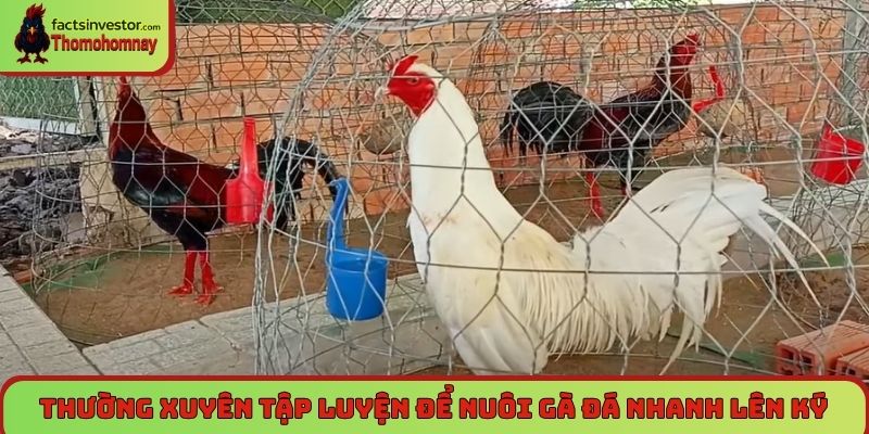 Thường xuyên tập luyện để nuôi gà đá nhanh lên ký